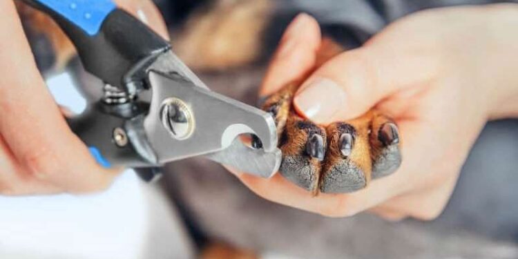 Como cortar as unhas do cachorro? Saiba como fazer de forma correta | Pets