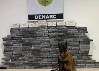 Dupla é presa e 200 tabletes de cocaína apreendidos em carga de milho em Marabá | Polícia