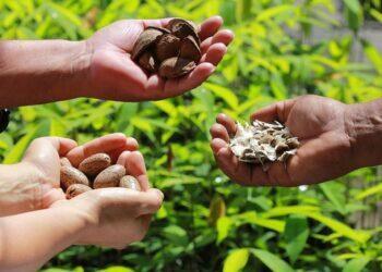 Edital de R$ 4 milhões abre inscrições para apoiar projetos de bioeconomia na região amazônica | Pará