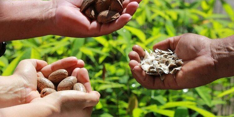 Edital de R$ 4 milhões abre inscrições para apoiar projetos de bioeconomia na região amazônica | Pará