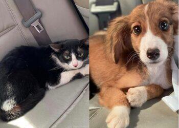 Filhotes de cão e gato vítimas de maus-tratos são resgatados durante vacinação antirrábica em Belém | Pará