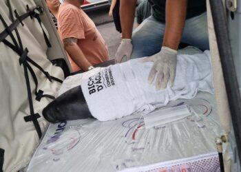 Filhotes de peixes-boi são resgatados de avião e vão passar por reabilitação no Pará