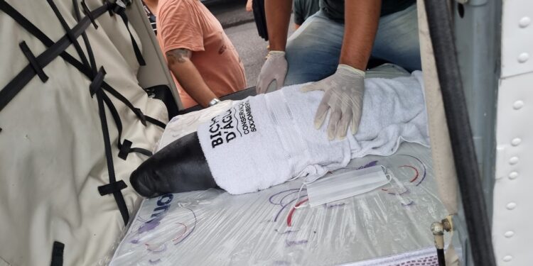 Filhotes de peixes-boi são resgatados de avião e vão passar por reabilitação no Pará