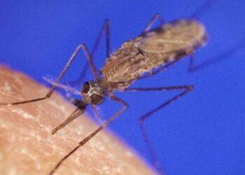 Frente Parlamentar pela Malária: iniciativa é lançada com foco em eliminar doença até 2035 | Brasil