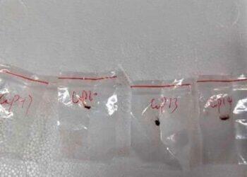 Fungo tóxico é contrabandeado por pesquisadores chineses; agentes apontam agroterrorismo | Mundo