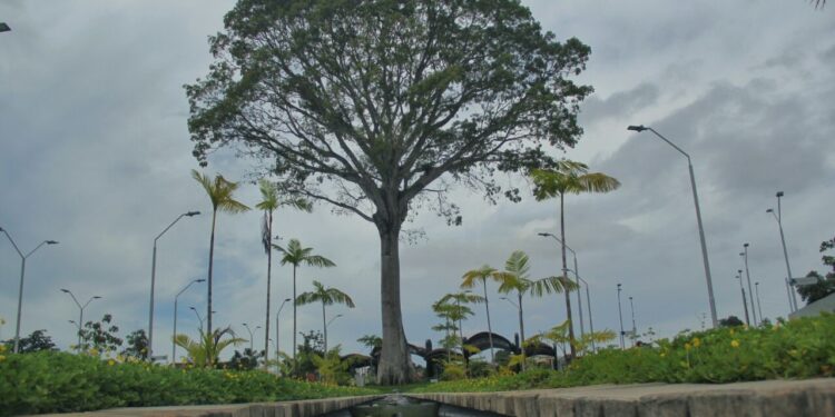 Governador Helder assina nova lei de responsabilidade ambiental no PA; entenda medida inédita no Brasil | Pará