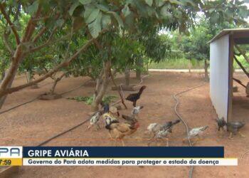 Laudo descarta gripe aviária como causa da morte de ave no Museu Goeldi, em Belém | Pará