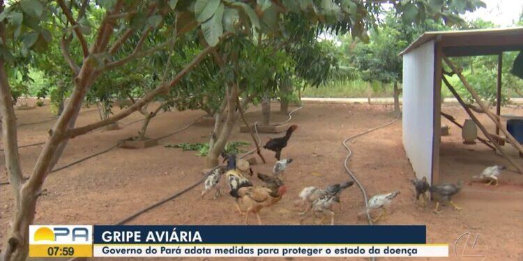 Laudo descarta gripe aviária como causa da morte de ave no Museu Goeldi, em Belém | Pará