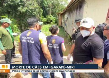 MP cobra ações da prefeitura de Igarapé Miri, no Pará, após chacina de cães na Vila Maiauatá