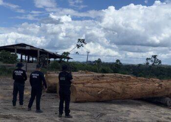 Mais de 600 metros cúbicos de madeira ilegal são apreendidos em serrarias de Anapu, no PA | Pará