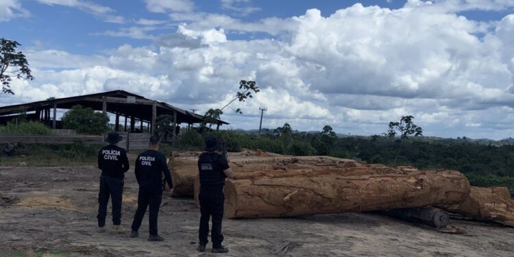 Mais de 600 metros cúbicos de madeira ilegal são apreendidos em serrarias de Anapu, no PA | Pará