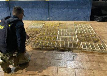 PRF resgata 700 pássaros silvestres dentro de bagageiro de ônibus no sudoeste do Pará | Pará