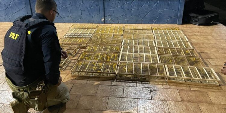 PRF resgata 700 pássaros silvestres dentro de bagageiro de ônibus no sudoeste do Pará | Pará