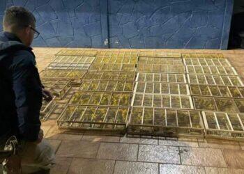 PRF resgata 700 pássaros silvestres durante fiscalização na BR-230, no sudoeste do Pará | Polícia