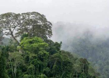 Pajé marajoara é a primeira cidadã a adquirir Cota de Proteção Ambiental no Pará | Belém