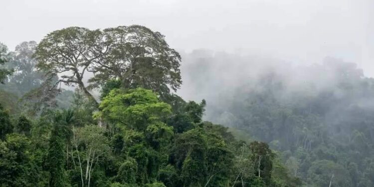 Pajé marajoara é a primeira cidadã a adquirir Cota de Proteção Ambiental no Pará | Belém