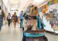 Pará passa a ter selo 'Pet Friendly' para identificar estabelecimentos que aceitam animais de estimação