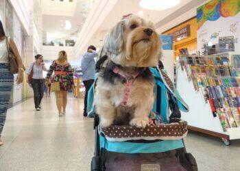 Pará passa a ter selo 'Pet Friendly' para identificar estabelecimentos que aceitam animais de estimação