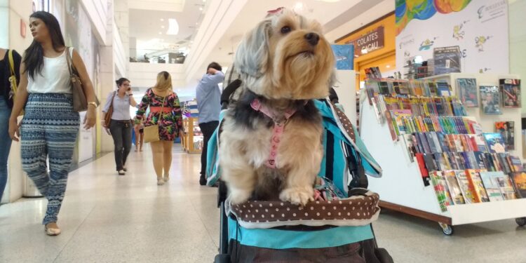 Pará passa a ter selo 'Pet Friendly' para identificar estabelecimentos que aceitam animais de estimação