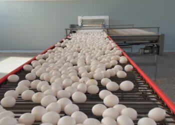 Pará proíbe entrada de aves e ovos férteis de estados com casos de gripe aviária | Pará