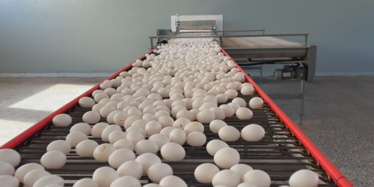 Pará proíbe entrada de aves e ovos férteis de estados com casos de gripe aviária | Pará