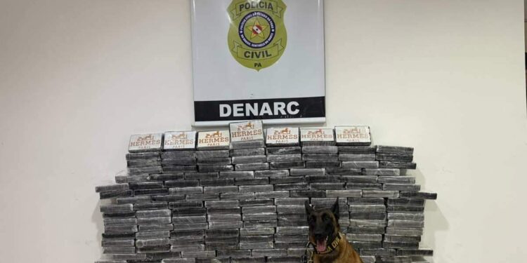 Polícia Civil apreende 200 tabletes de cocaína escondidos em carga de milho no Pará | Polícia
