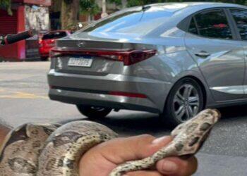 Populares encontram cobra no centro de Belém | Belém
