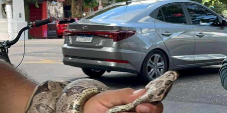 Populares encontram cobra no centro de Belém | Belém