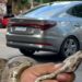 Populares encontram cobra no centro de Belém | Belém