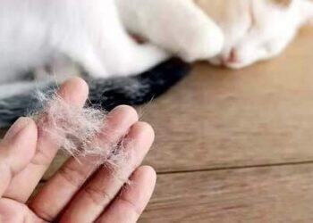 Por que gato perde tanto pelo? Saiba possíveis causas e soluções | Pets