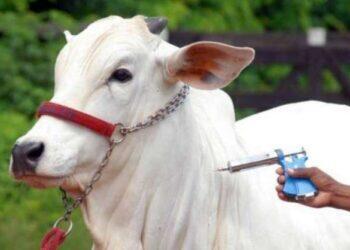 Raiva: rebanhos de cinco espécies animais devem ser vacinados no Pará | Pará