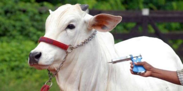 Raiva: rebanhos de cinco espécies animais devem ser vacinados no Pará | Pará