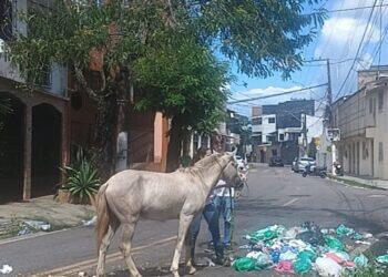 Resgate: cavalo ferido se alimentava de lixo nas ruas de São Brás, em Belém | Pará
