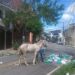 Resgate: cavalo ferido se alimentava de lixo nas ruas de São Brás, em Belém | Pará