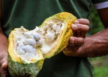 Senado debate estratégias contra praga que ameaça lavouras de cacau no Brasil | Economia