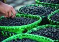 Bioeconomia: inscrições prorrogadas de editais que oferecem R$ 2 milhões a projetos sustentáveis na Amazônia | Pará