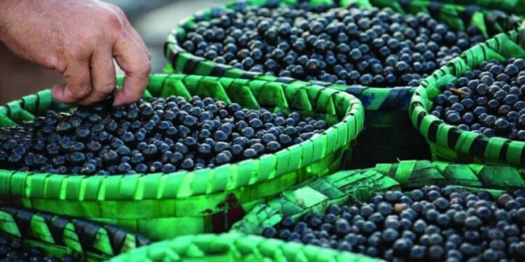 Bioeconomia: inscrições prorrogadas de editais que oferecem R$ 2 milhões a projetos sustentáveis na Amazônia | Pará