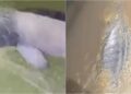 Boto-tucuxi e peixe-boi-amazônico são resgatados no Pará