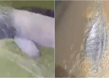 Boto-tucuxi e peixe-boi-amazônico são resgatados no Pará