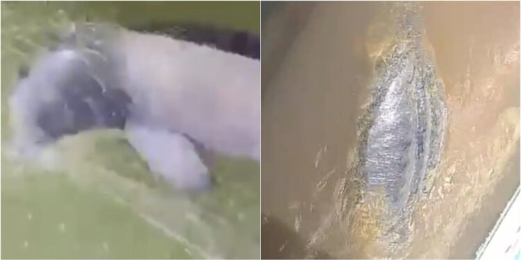 Boto-tucuxi e peixe-boi-amazônico são resgatados no Pará