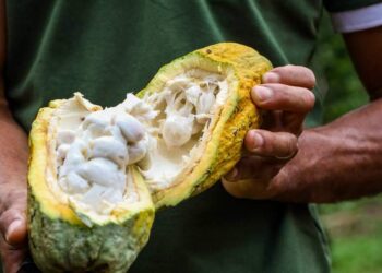 Brasil Novo aposta na produção de chocolate artesanal para impulsionar a economia local | Pará