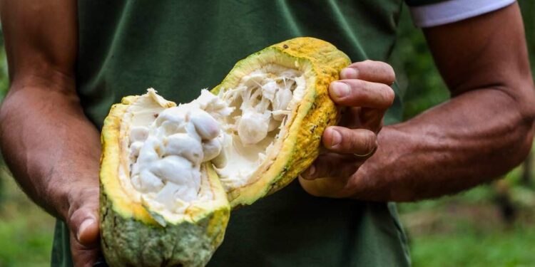 Brasil Novo aposta na produção de chocolate artesanal para impulsionar a economia local | Pará