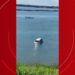 Carro de passeio cai no Rio Tocantins no Pará; VÍDEO
