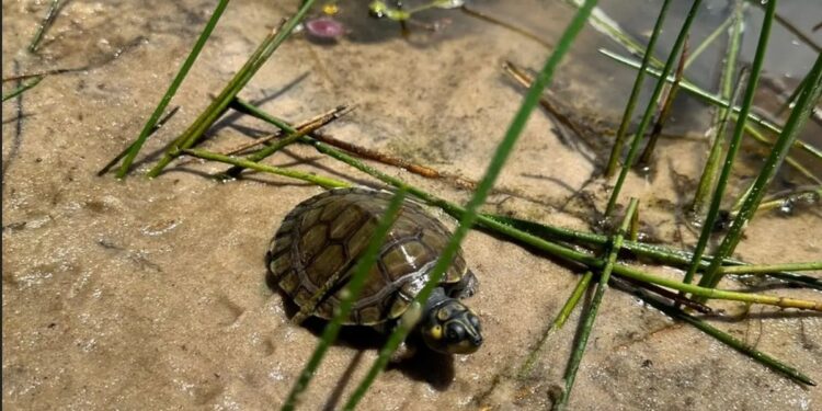 Conservação da Amazônia: criados em cativeiro, quelônios são soltos na natureza do Marajó | Pará