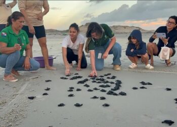 Filhotes de tartaruga-oliva são soltos na Praia do Atalaia e emocionam banhistas no Pará | Pará