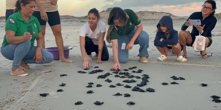 Filhotes de tartaruga-oliva são soltos na Praia do Atalaia e emocionam banhistas no Pará | Pará