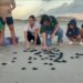 Filhotes de tartaruga-oliva são soltos na Praia do Atalaia e emocionam banhistas no Pará | Pará
