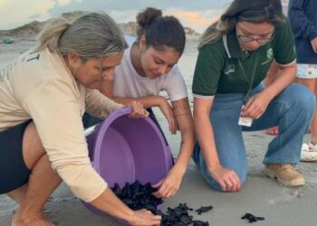 Filhotes de tartaruga-oliva são soltos na Praia do Atalaia, em Salinópolis | Pará