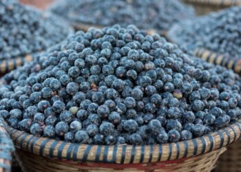 Floresta em pé gera emprego: bioeconomia pode criar 800 mil vagas e já movimenta R$ 9 bilhões no Pará | Pará