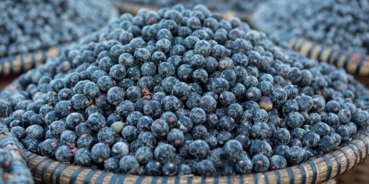 Floresta em pé gera emprego: bioeconomia pode criar 800 mil vagas e já movimenta R$ 9 bilhões no Pará | Pará